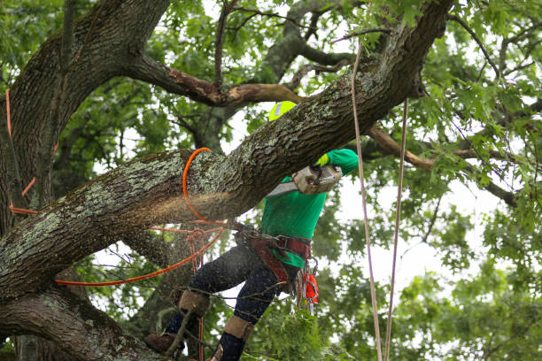 Trusted Harrodsburg, KY Tree Removal Services Experts