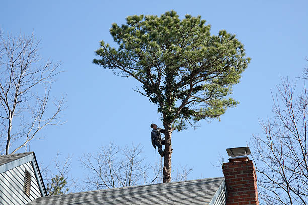 Best Tree Disease Treatment  in Harrodsburg, KY