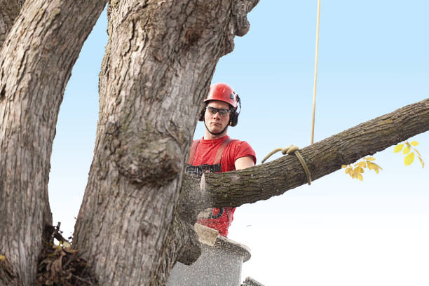 Best Stump Grinding and Removal  in Harrodsburg, KY