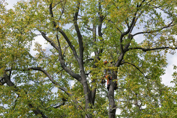 Tree and Shrub Care in Harrodsburg, KY